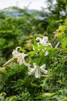 森に咲く白いユリの花 花,フラワー,ユリの写真素材