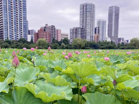 ハス ハス ハス,蓮,花びらの写真素材