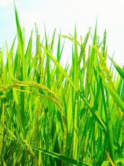 夏の稲 夏の稲の写真