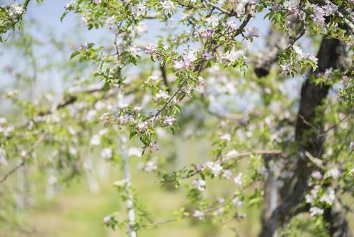 咲き始めた果樹園のリンゴの花 咲き始めた果樹園のリンゴの花の写真