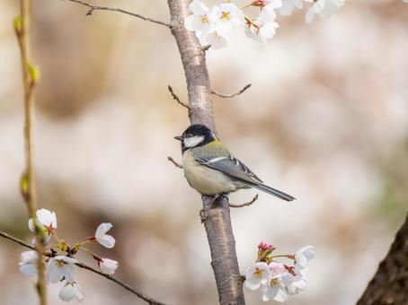 桜とシジュウカラ シジュウカラ,野鳥,鳥の写真素材