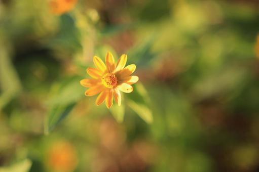 Photo, flower, yellow, green, 