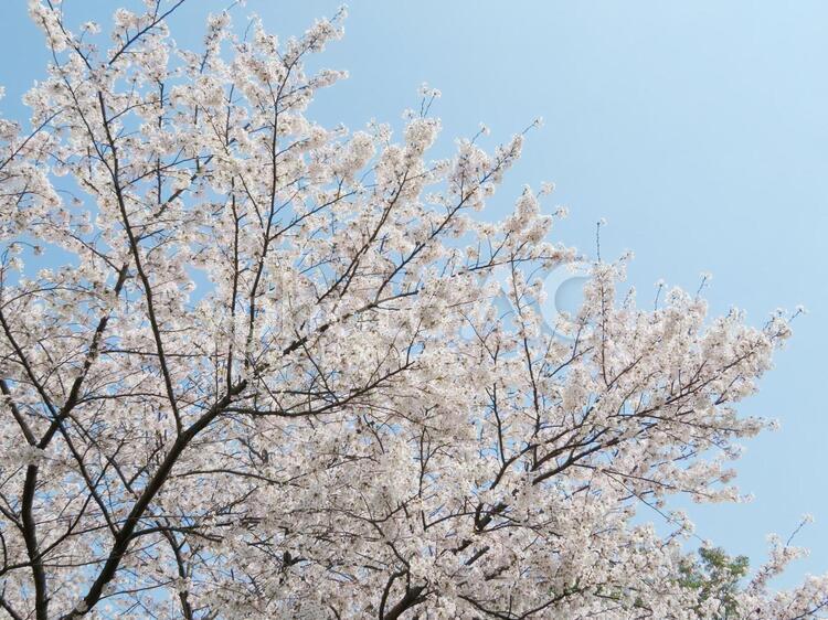 桜の風景 桜,春,満開の写真素材