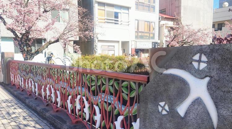 熱海桜と橋 桜,熱海桜,橋の写真素材