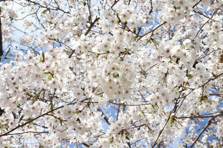 さくらソメイヨシノ 花木,さくら,桜の写真素材