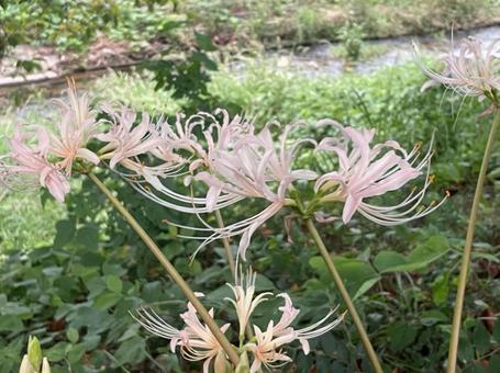 シロバナマンジュシャゲ　自然交雑　白色の写真