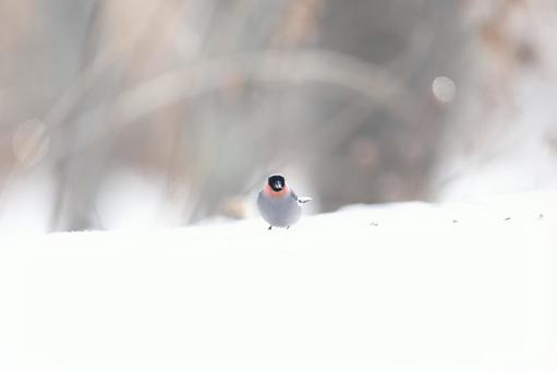 ウソ ウソの写真