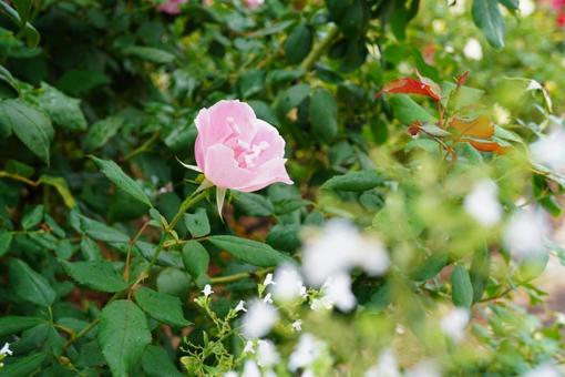 淡いピンク色のバラの写真