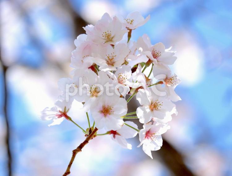 桜 桜,ソメイヨシノ,桜の背景の写真素材