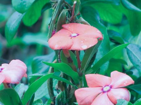 雨の中のニチニチソウ ニチニチソウ,カラフル,ガーデンの写真素材