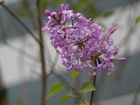 ムラサキハシドイの写真