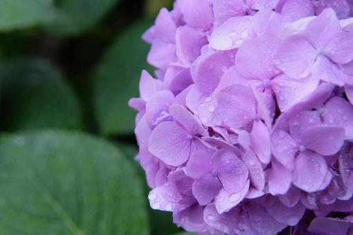 紫陽花 紫 紫陽花 紫の写真