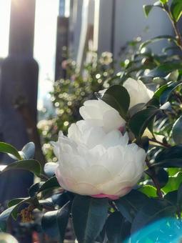 ピンクのグラデーションの花 椿,ツバキ,厚葉木の写真素材