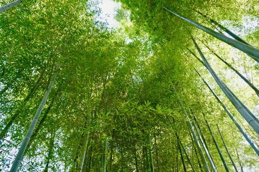 竹林 竹林 竹,竹林,新緑の写真素材