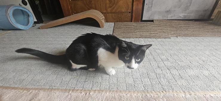 床に這いつくばるハチワレ姉猫 床に這いつくばるハチワレ姉猫の写真