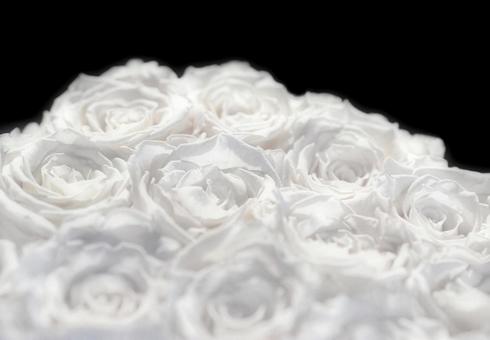 黒背景のたくさんいっぱい白いばらローズ 黒背景のたくさんいっぱい白いばらローズ 薔薇,バラ,白い花の写真素材