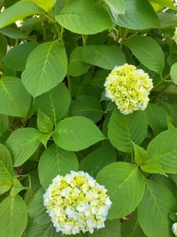 薄青の紫陽花、咲き始め 薄青の紫陽花、咲き始めの写真