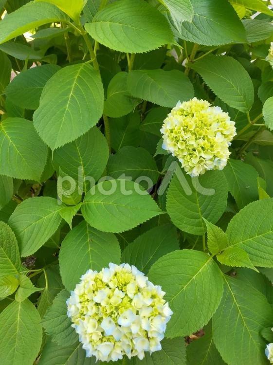 薄青の紫陽花、咲き始め 紫陽花,あじさい,花の写真素材