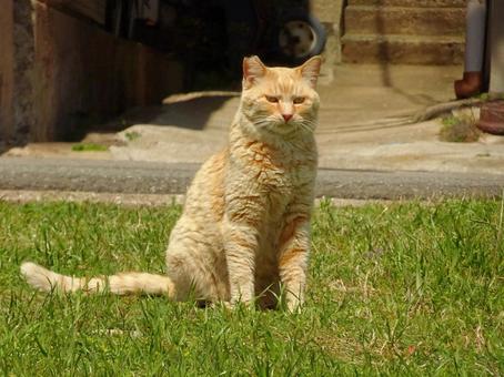 A cat from Ainoshima, the cat island, JPG