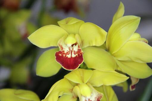 シンビジウム・ラン　クローズアップ 美しい,鮮やか,冬の写真素材