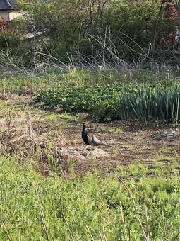 pheasant pheasant