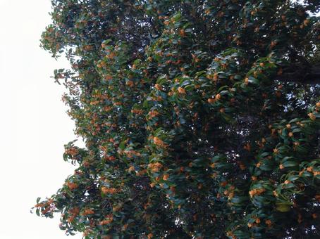 金木犀 桂花,モクセイ科,きんもくせいの写真素材