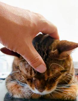 猫の頭を撫でる 猫の頭を撫でるの写真