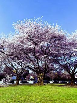 春を彩る満開の桜の木 春を彩る満開の桜の木 桜,満開,春の写真素材