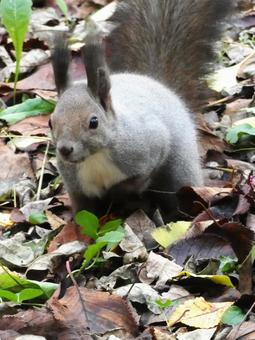 北海道に生息の可愛いエゾリス エゾリス,リス,栗鼠の写真素材
