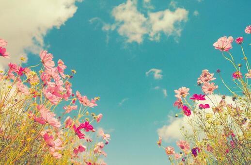 秋のアニメのような鮮やかなコスモス畑 コスモス,アニメ,壁紙の写真素材