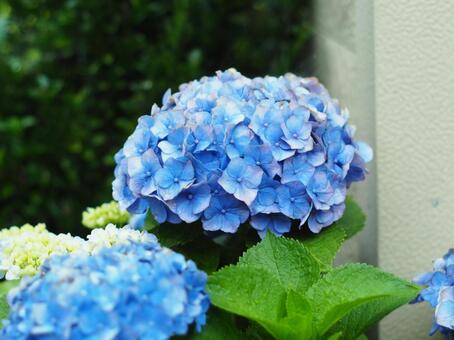 紫陽花の花 紫陽花の花の写真