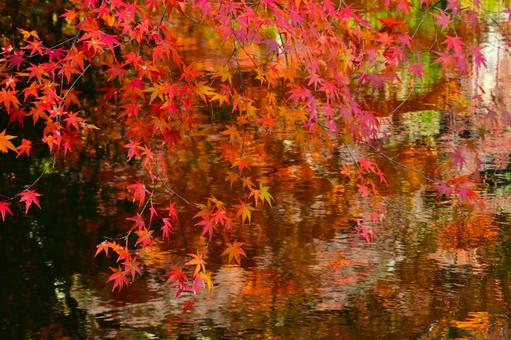 堀の池のもみじが水面に映った紅葉風景 堀の池のもみじが水面に映った紅葉風景 紅葉,水,堀の写真素材