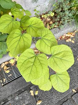 大きな葉っぱの写真