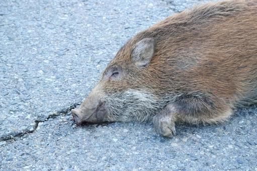 ロードキル（イノシシ） イノシシ,猪,ニホンイノシシの写真素材
