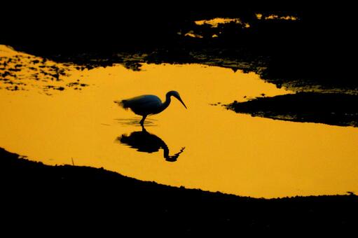 サギのいる夕景の写真