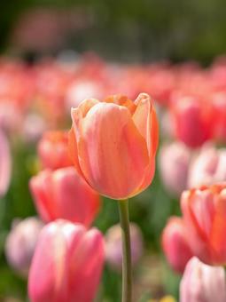 tulips, JPG