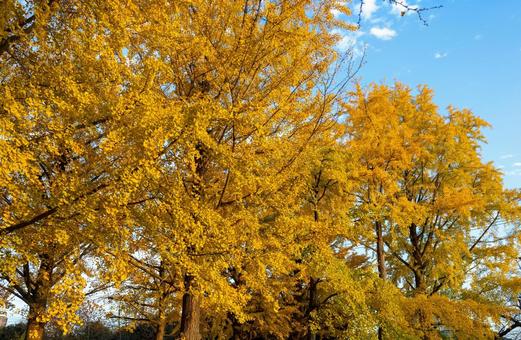 青空と色づいたイチョウ イチョウ,紅葉,青空の写真素材