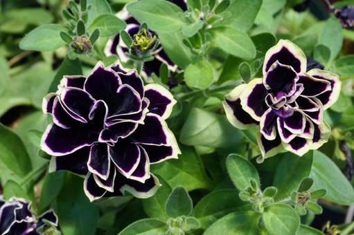 ペチュニア 花 ペチュニア 花の写真