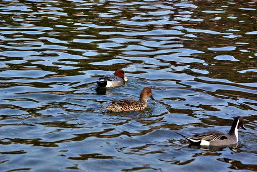カモの遊ぶ冬の池 オナガガモ,鴨,オスの写真素材
