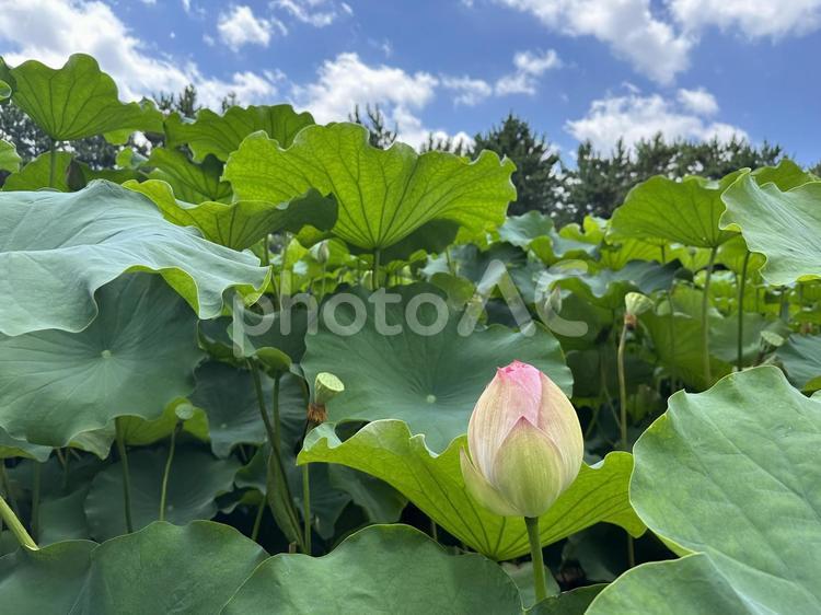 緑の葉っぱとつぼみと花托が密集する蓮畑 蓮,大きな葉,つぼみの写真素材
