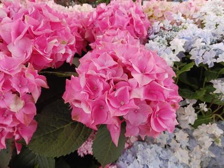 紫陽花 紫陽花の写真
