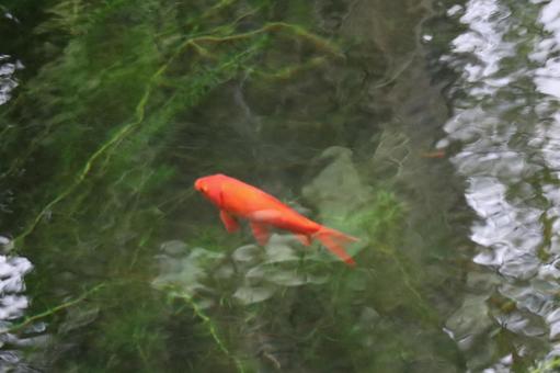 透明な水の水面を泳ぐ赤い金魚のいる池 透明な,水,水面の写真素材