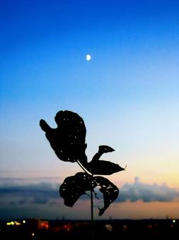 遠くに見える月と植物 遠くに見える月と植物 夕方,夕焼け,夕焼け空の写真素材