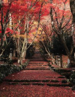 落葉が示す紅葉の赤い道 紅葉,風景,自然の写真素材