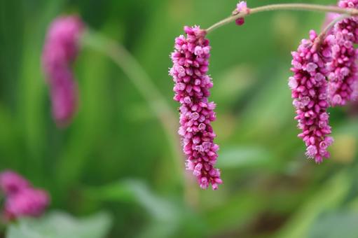 ピンクのオオケタデの花のアップ ピンクのオオケタデの花のアップの写真