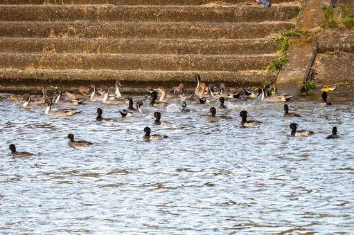 オナガガモとキンクロハジロの群れ カモ,群れ,混群の写真素材