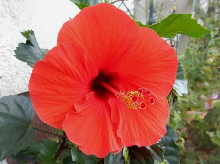 【花の写真】ハイビスカス ハイビスカス,赤,植物の写真素材