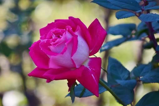 薔薇の花 薔薇の花 バラ,ローズ,薔薇の写真素材