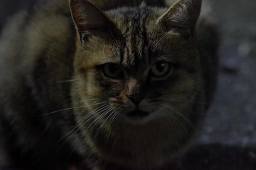 猫 猫,動物,野良猫の写真素材