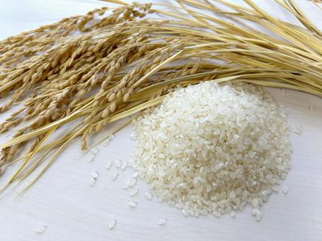 お米と稲穂 14 稲穂,米,新米の写真素材